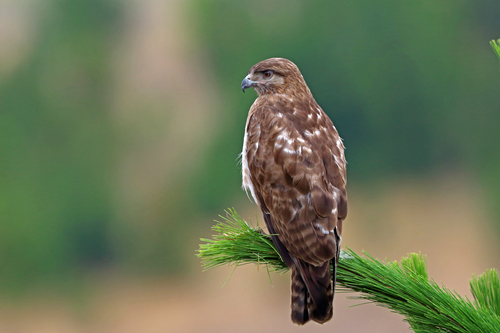 Madagascar Buzzard reference