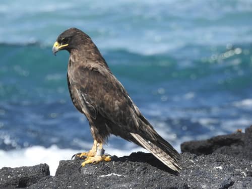Galápagos Hawk reference