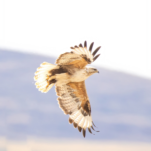 Upland Buzzard reference