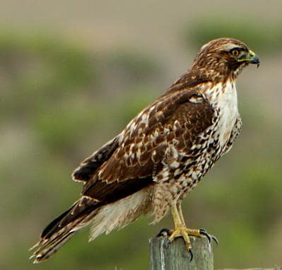 Red-Tailed Hawk reference
