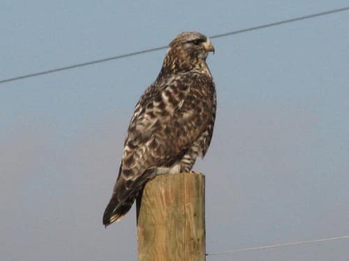 Rough-legged Buzzard reference