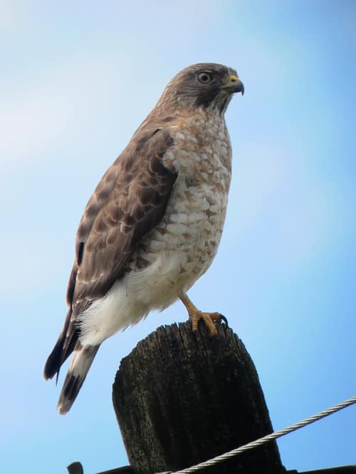 Broad-winged Hawk reference