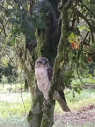 Hawaiian Hawk reference