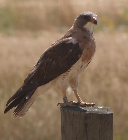 Swainson's Hawk reference