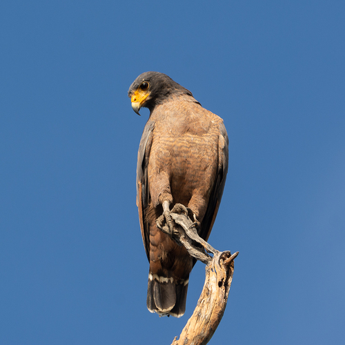 Rufous Crab Hawk reference