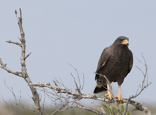 Cuban Black Hawk reference