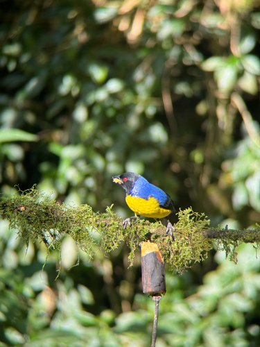 Hooded Mountain-Tanager reference