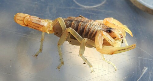 Mediterranean Yellow Scorpion reference