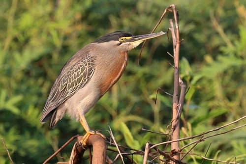 Striated Heron reference