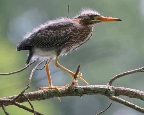 Green Heron reference