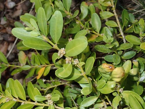 Common Boxwood reference