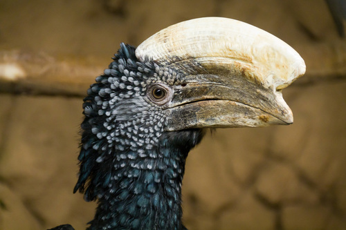Silvery-cheeked Hornbill reference