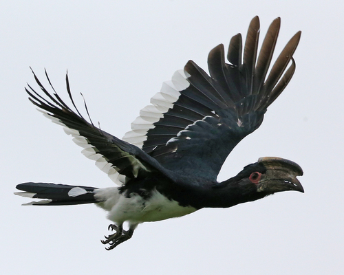 Trumpeter Hornbill reference