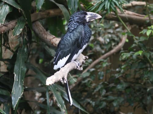 Piping Hornbill reference