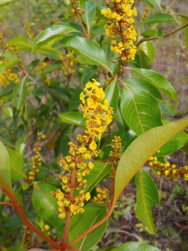 Byrsonima crassifolia reference