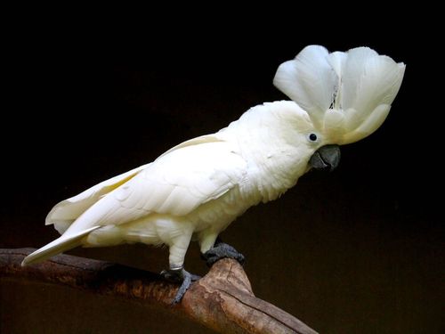 White Cockatoo reference
