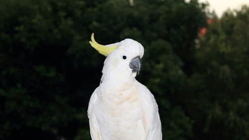 Sulphur-Crested Cockatoo reference
