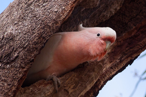 Major Mitchell's Cockatoo reference