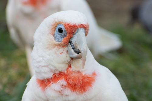 Long-Billed Corella reference