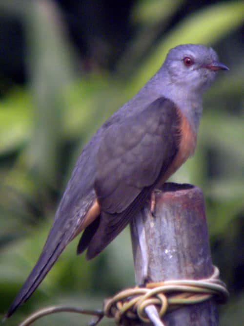 Plaintive Cuckoo reference