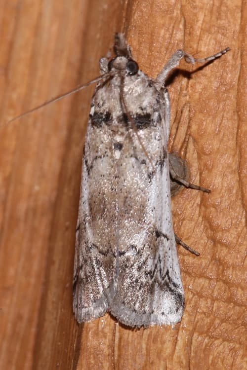 Cactus Moth reference