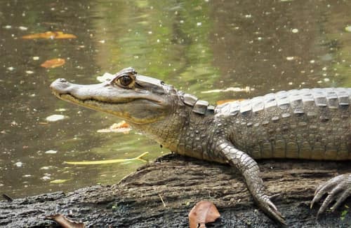 Spectacled Caiman reference