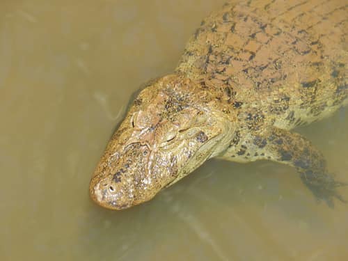Broad-snouted Caiman reference