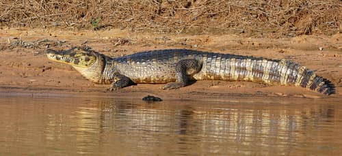 Yacare Caiman reference