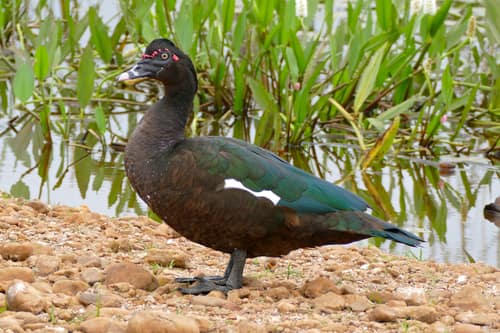 Muscovy Duck reference
