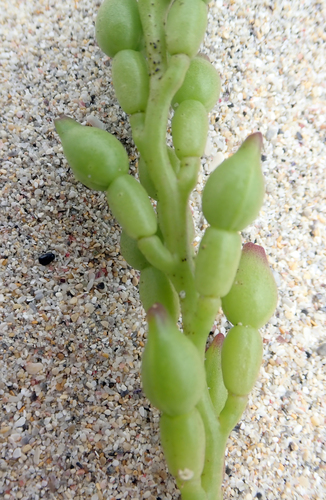 American Sea Rocket reference