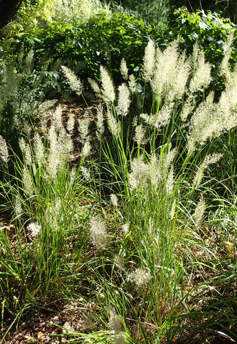 Rough Small-reed reference