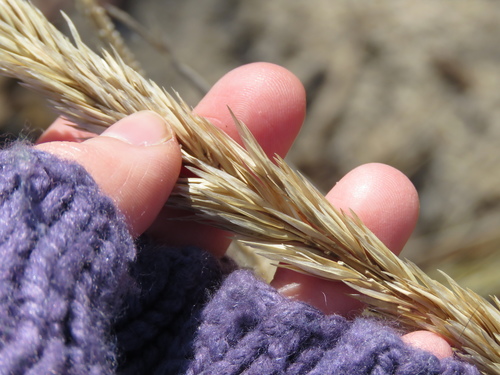 American Beachgrass reference