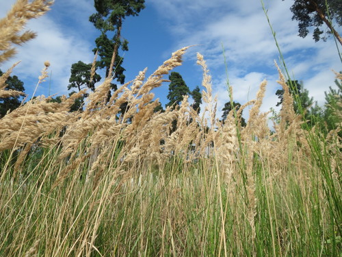 Wood Small-reed reference