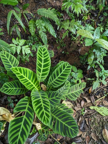 Zebra Plant reference