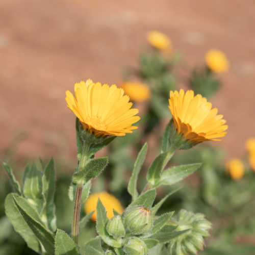 Field Marigold reference