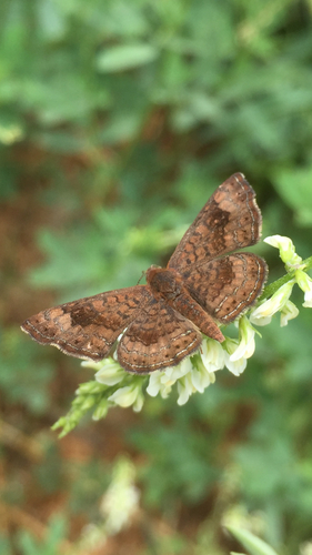 Fatal Metalmark reference