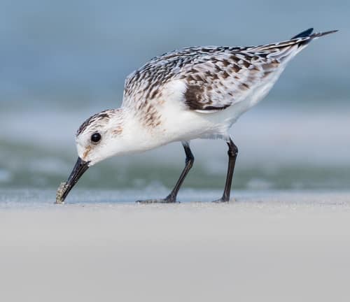 Sanderling reference