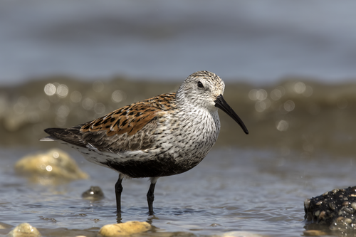 Dunlin reference