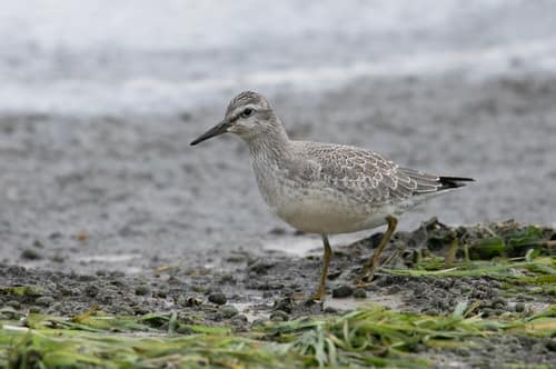 Red Knot reference