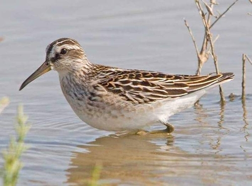 Broad-billed Sandpiper reference