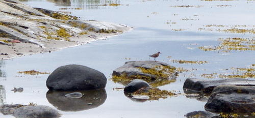 Curlew Sandpiper reference