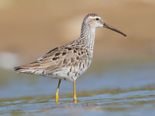 Stilt Sandpiper reference