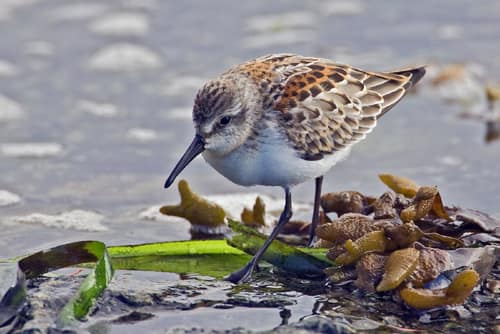Western Sandpiper reference