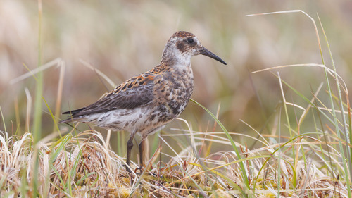 Rock Sandpiper reference