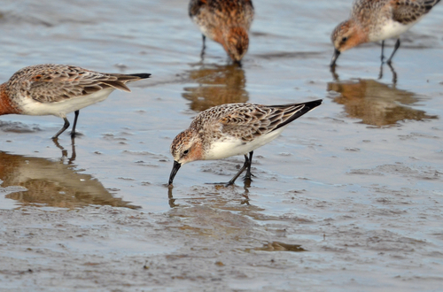 Red-necked Stint reference