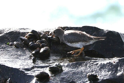 Surfbird reference