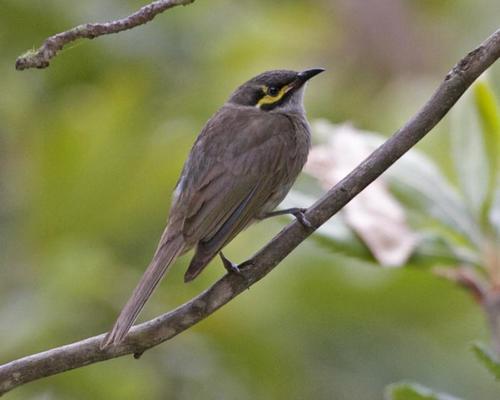 Yellow-faced Honeyeater reference