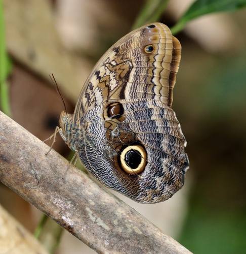 Yellow-fronted Owl Butterfly reference