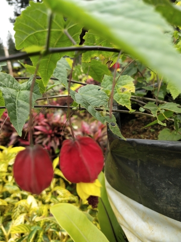 Trailing Abutilon reference