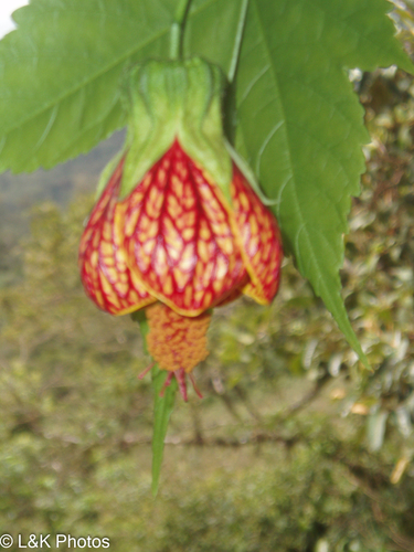 Flowering Maple reference